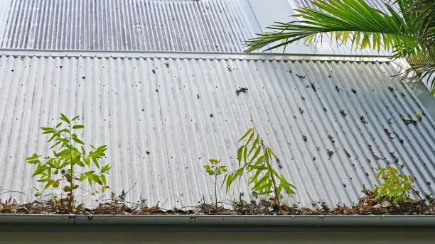 Trusted gutter cleaning handyman Byron Bay - local Northern Rivers gutter maintenance specialist